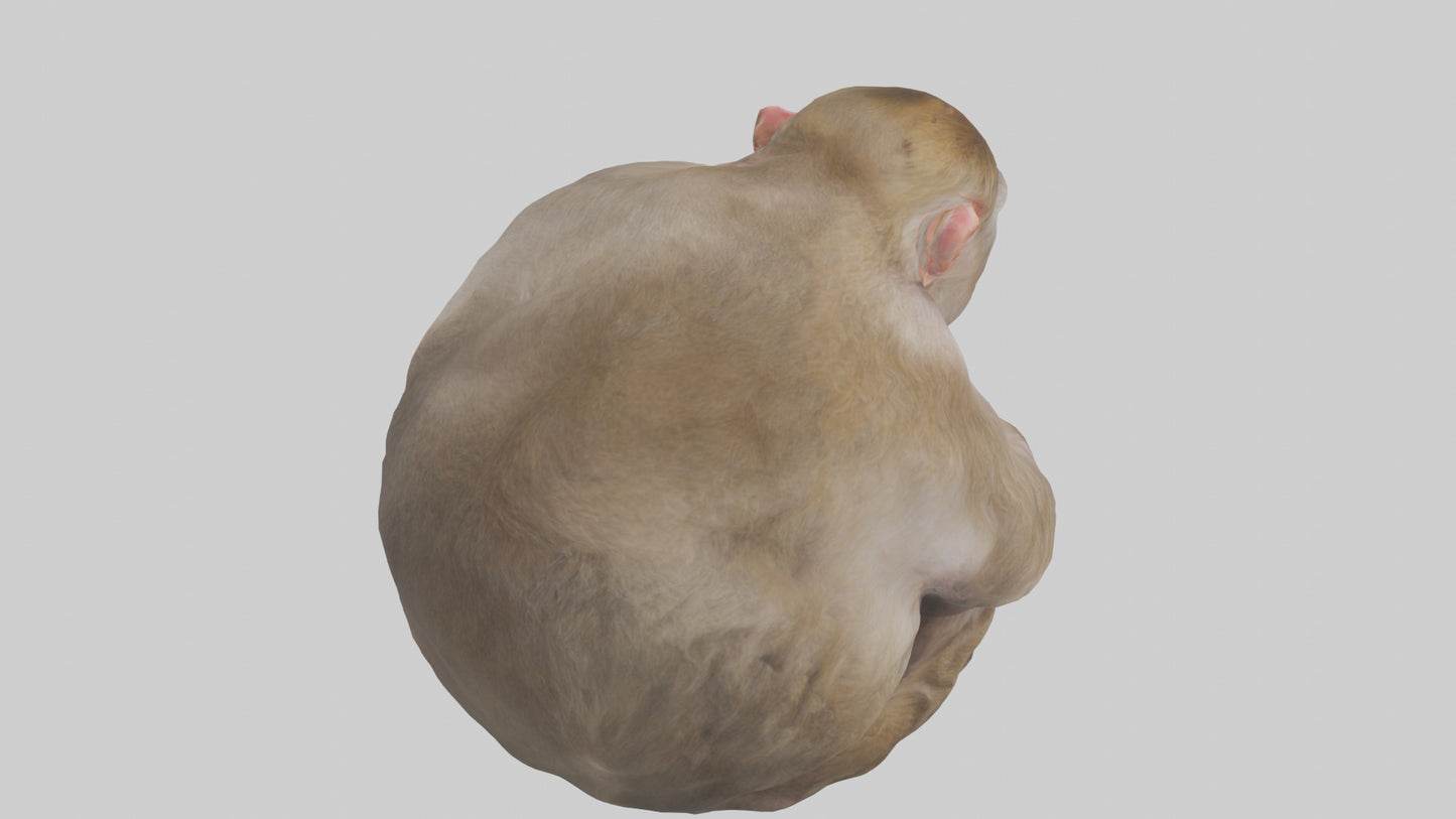 Japanese Macaque grooming model VR / AR / low-poly