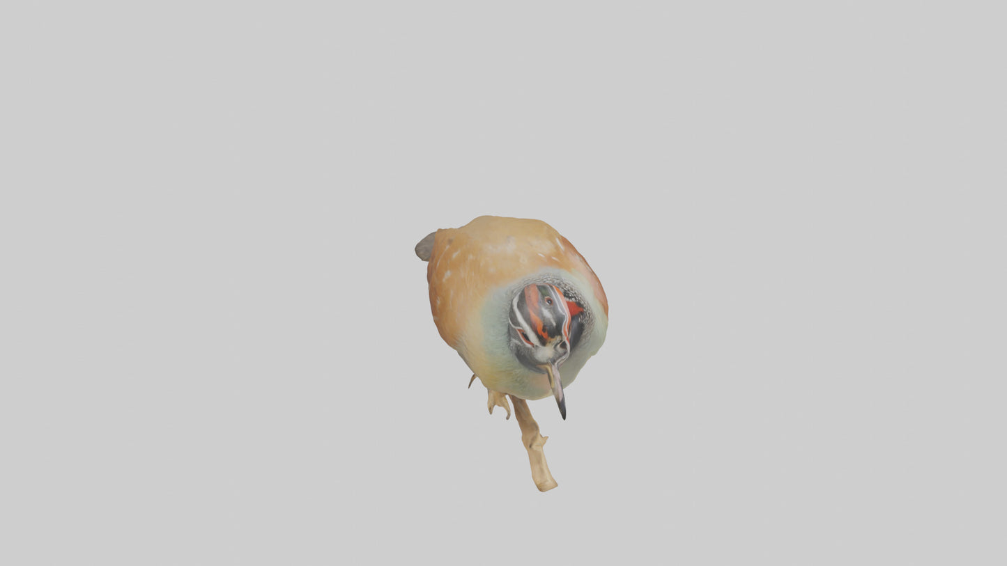 Japanese Quail perched model VR / AR / low-poly