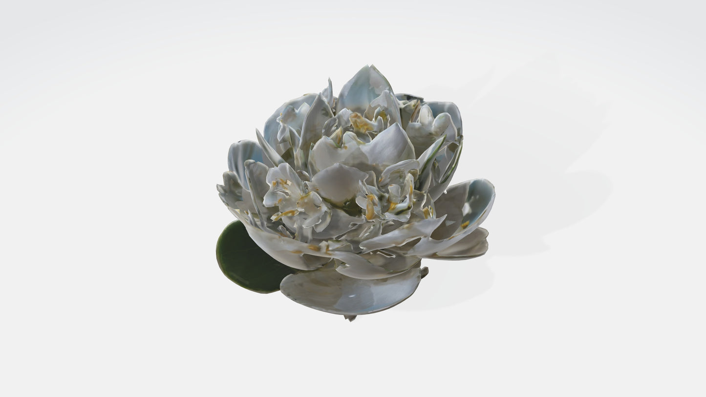 3D model Jasmine flowers VR / AR / low-poly
