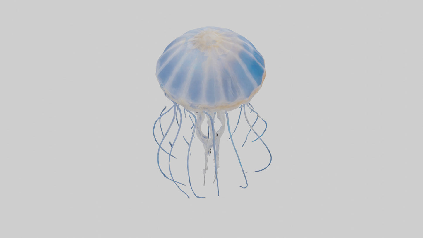 3D model Jellyfish Skeleton model VR / AR / low-poly