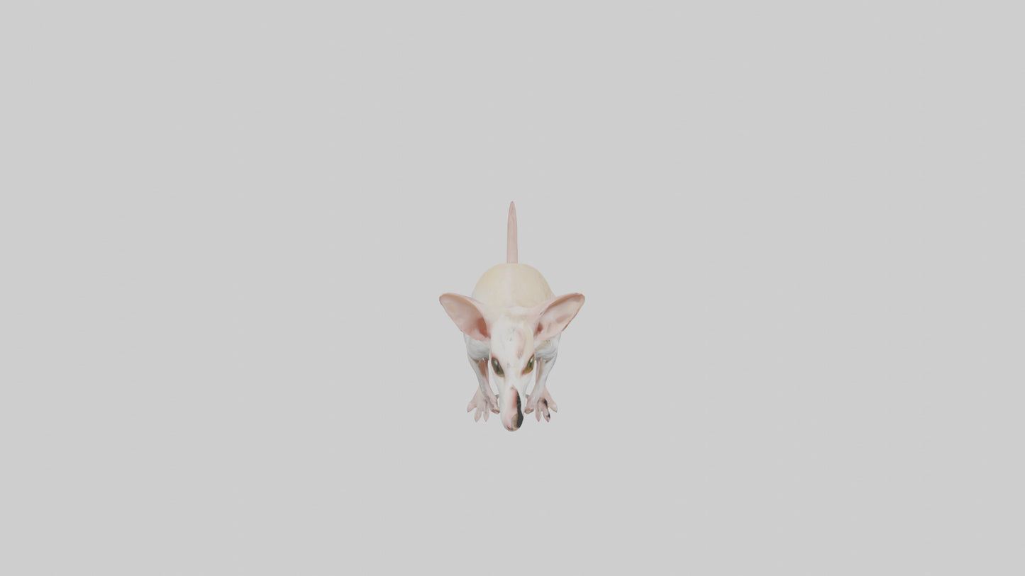 Jerboa standing upright model VR / AR / low-poly