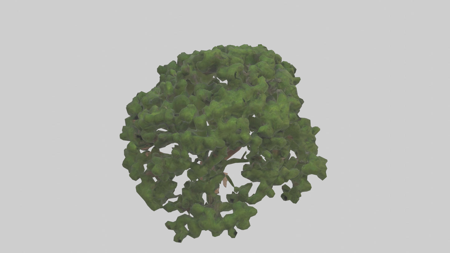 Juniper tree model VR / AR / low-poly