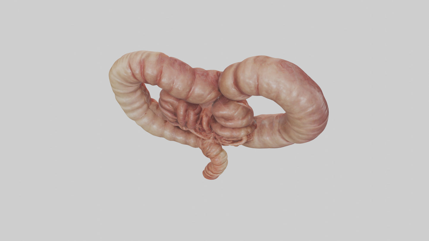 3D model Kangaroo Small Intestine VR / AR / low-poly