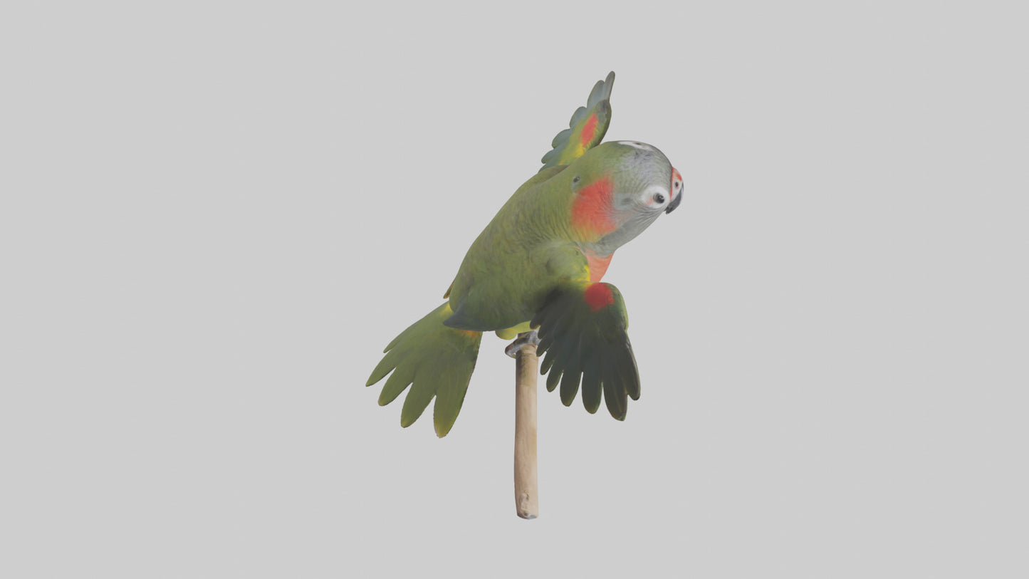 Kea Parrot playing model VR / AR / low-poly