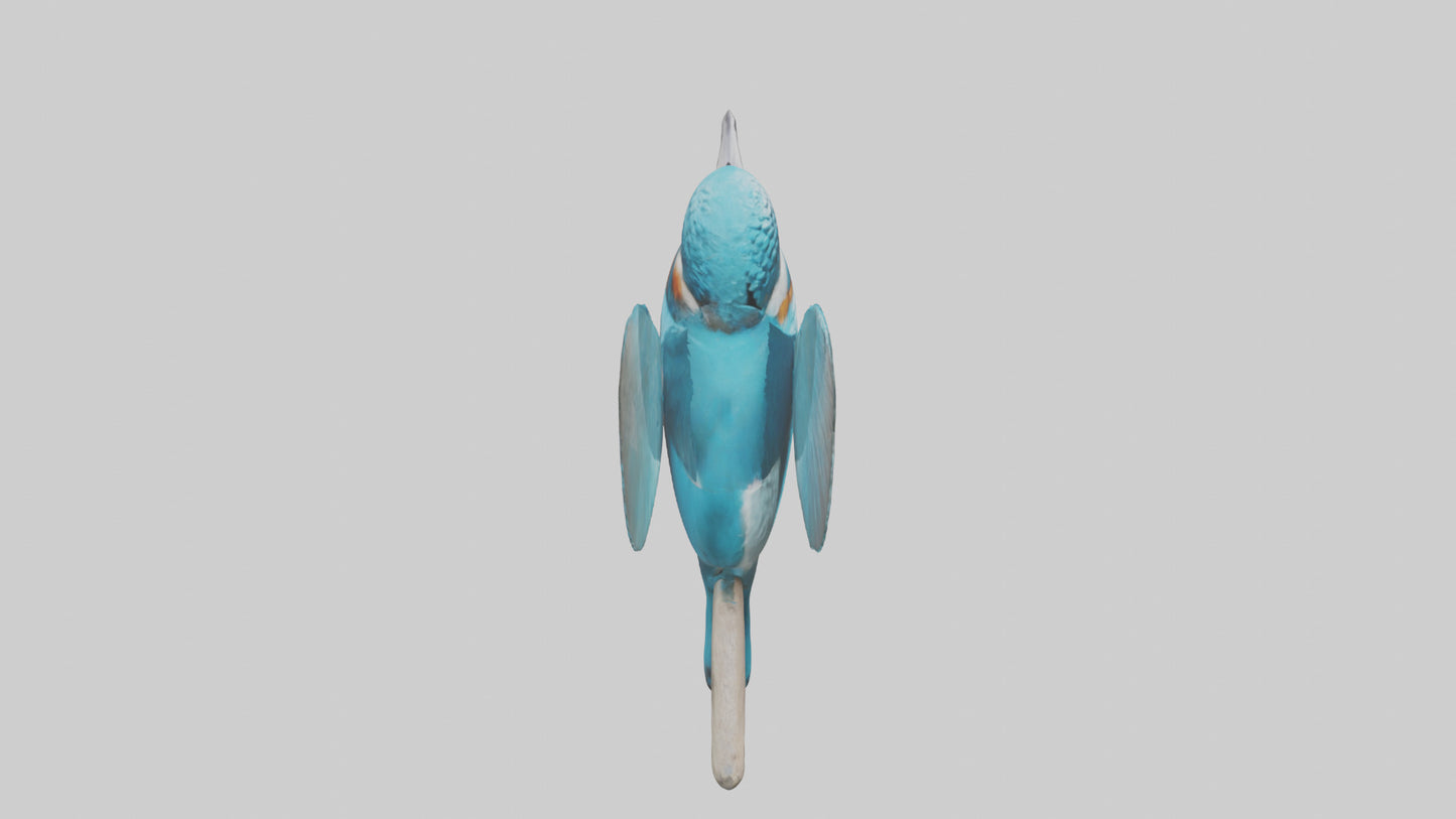 3D model Kingfisher perched model VR / AR / low-poly