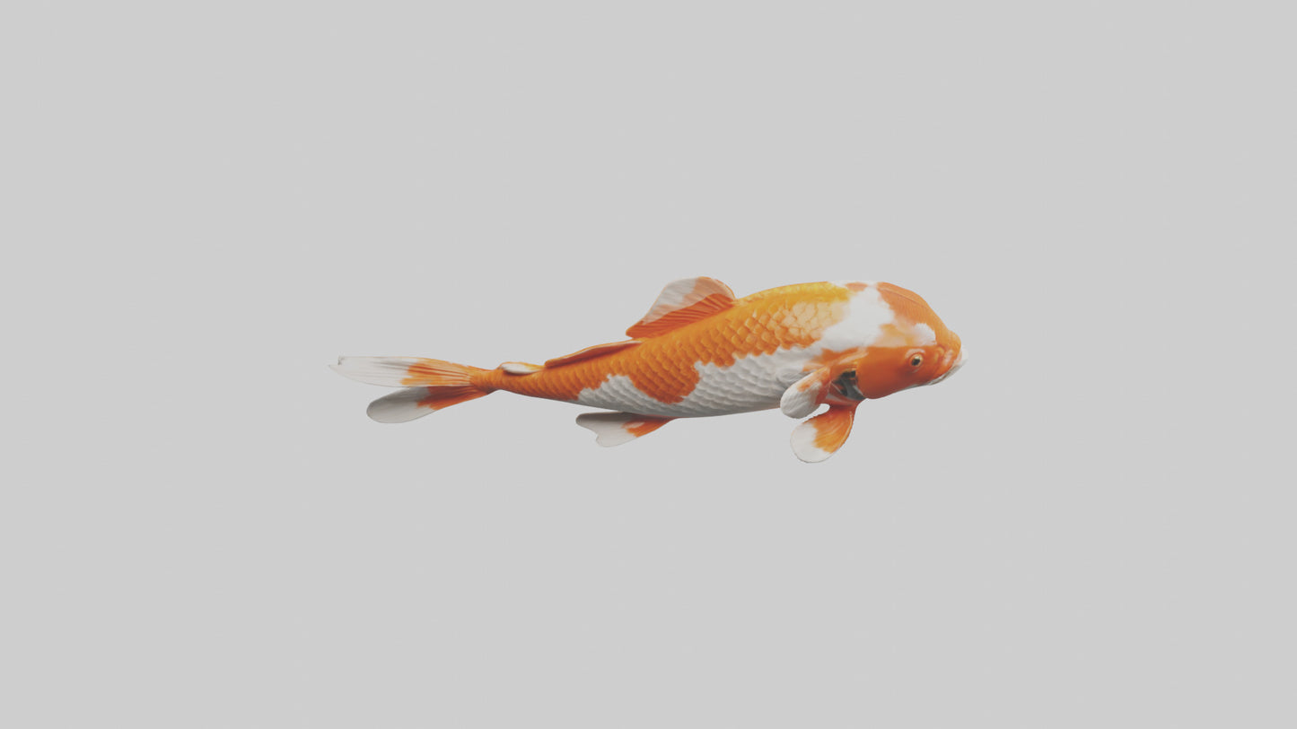 3D model Koi Fish swimming model VR / AR / low-poly