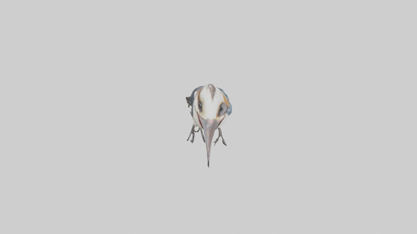3D model Kookaburra laughing model VR / AR / low-poly