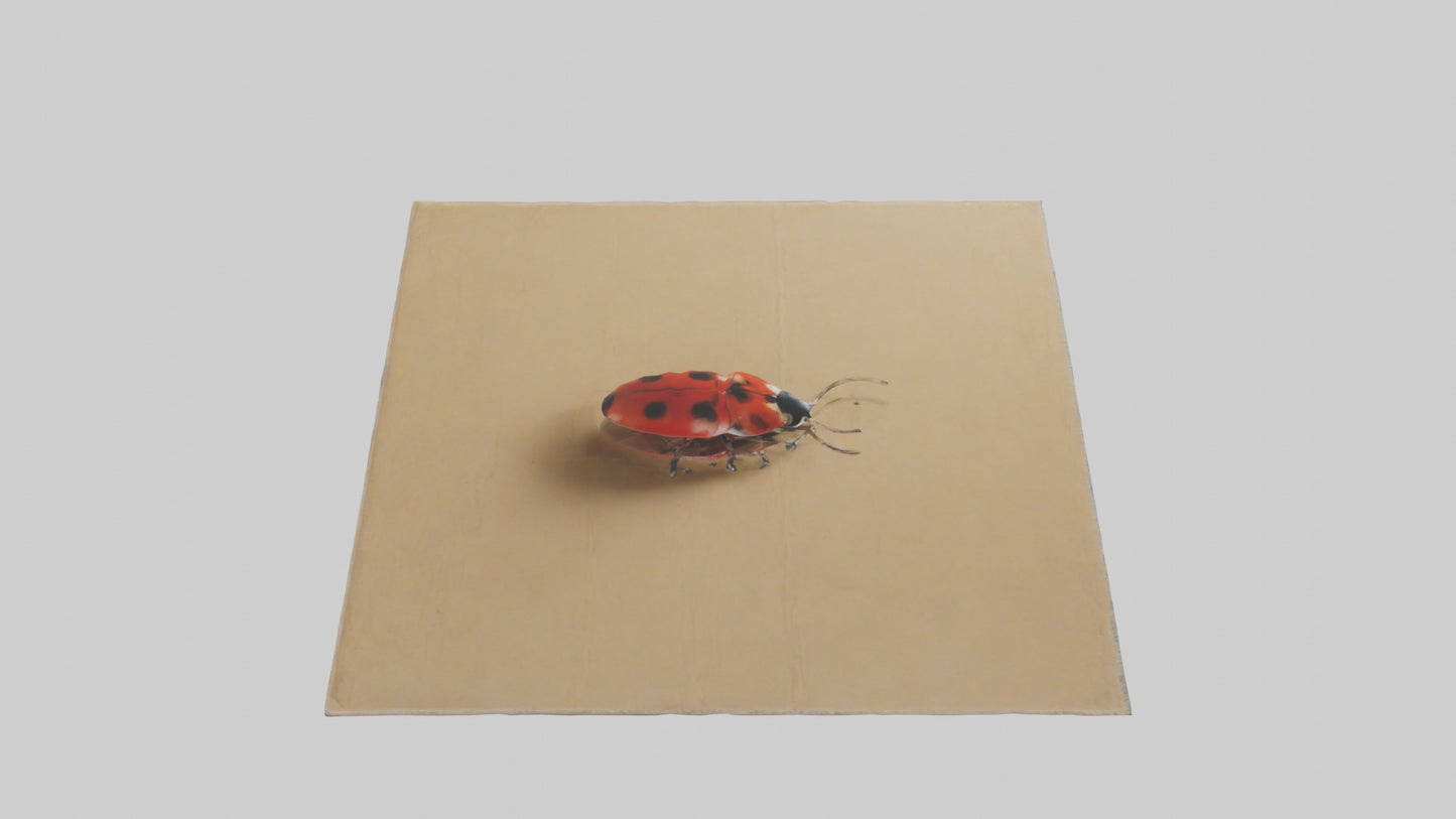 Ladybug sitting model VR / AR / low-poly