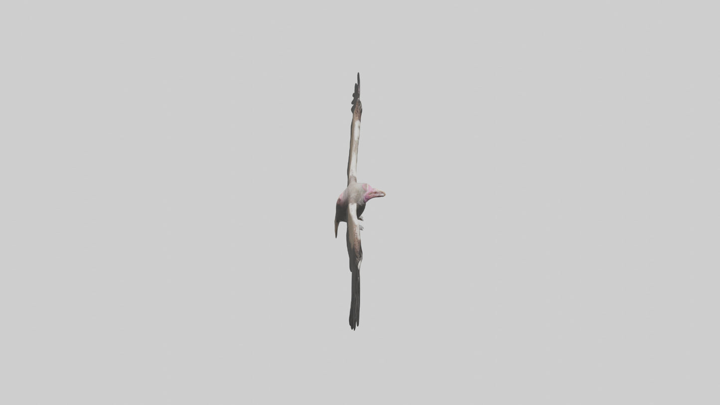 3D model LappetFaced Vulture flying model VR / AR / low-poly
