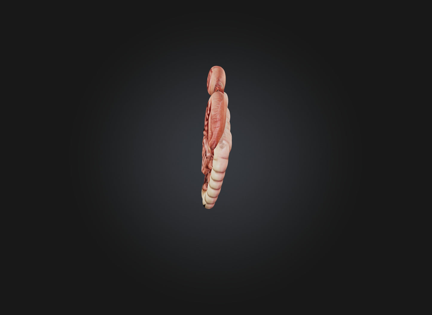 3D model large intestine VR / AR / low-poly