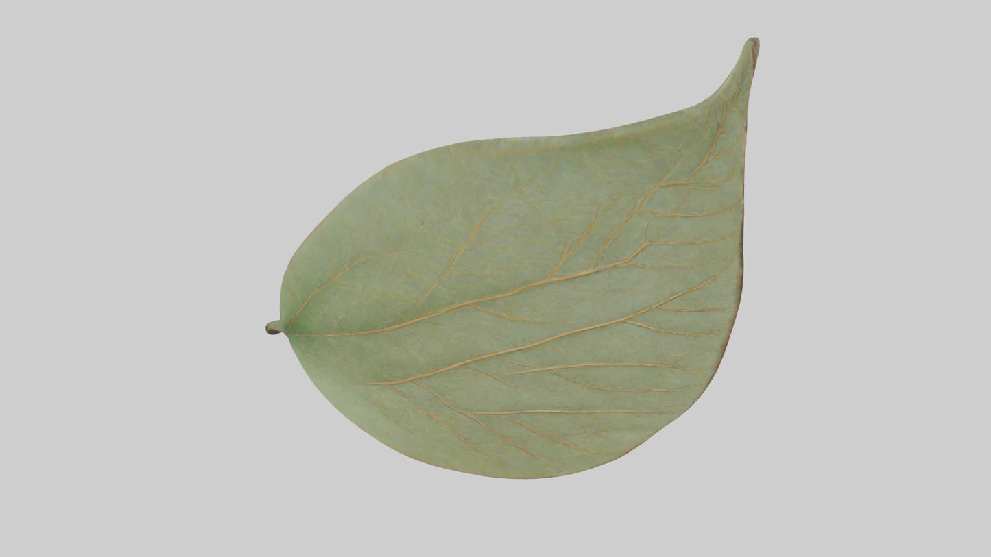 3D model Leaf Vein Sculpture statue model VR / AR / low-poly