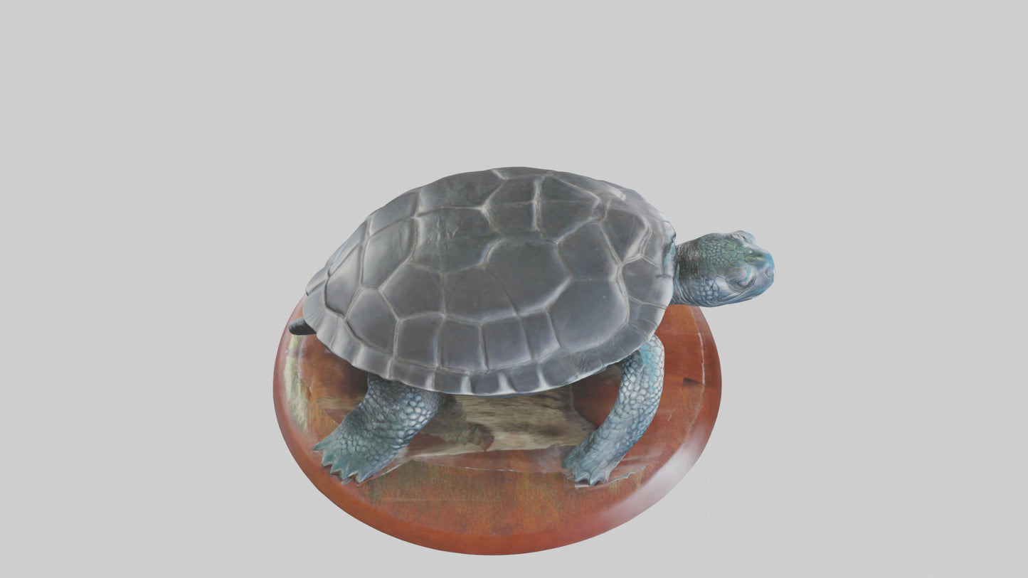 3D model Leatherback Sea Turtle statue model VR / AR / low-poly