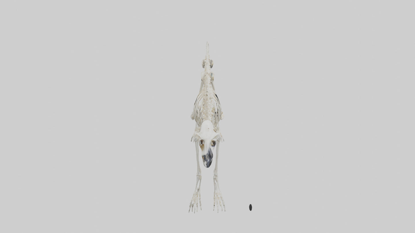 3D model Lemur Skeleton model VR / AR / low-poly