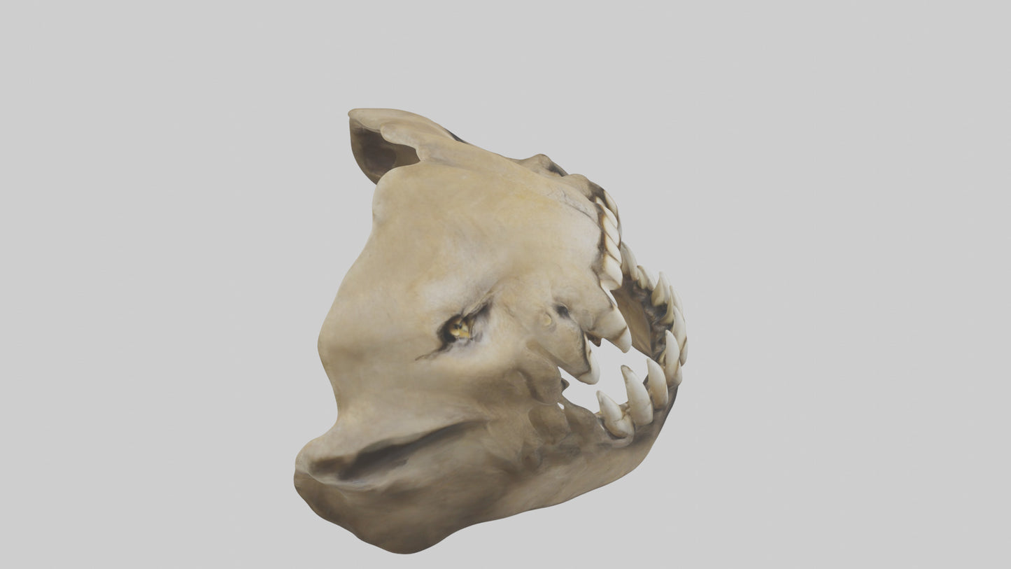 3D model Lion Teeth VR / AR / low-poly