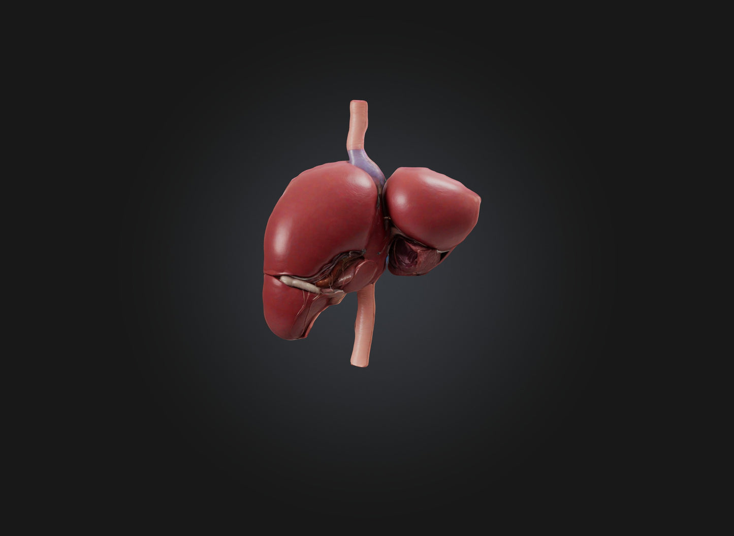 3D model liver organ VR / AR / low-poly