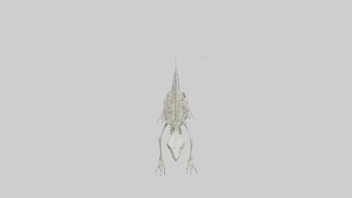 3D model Lizard Skeleton model VR / AR / low-poly