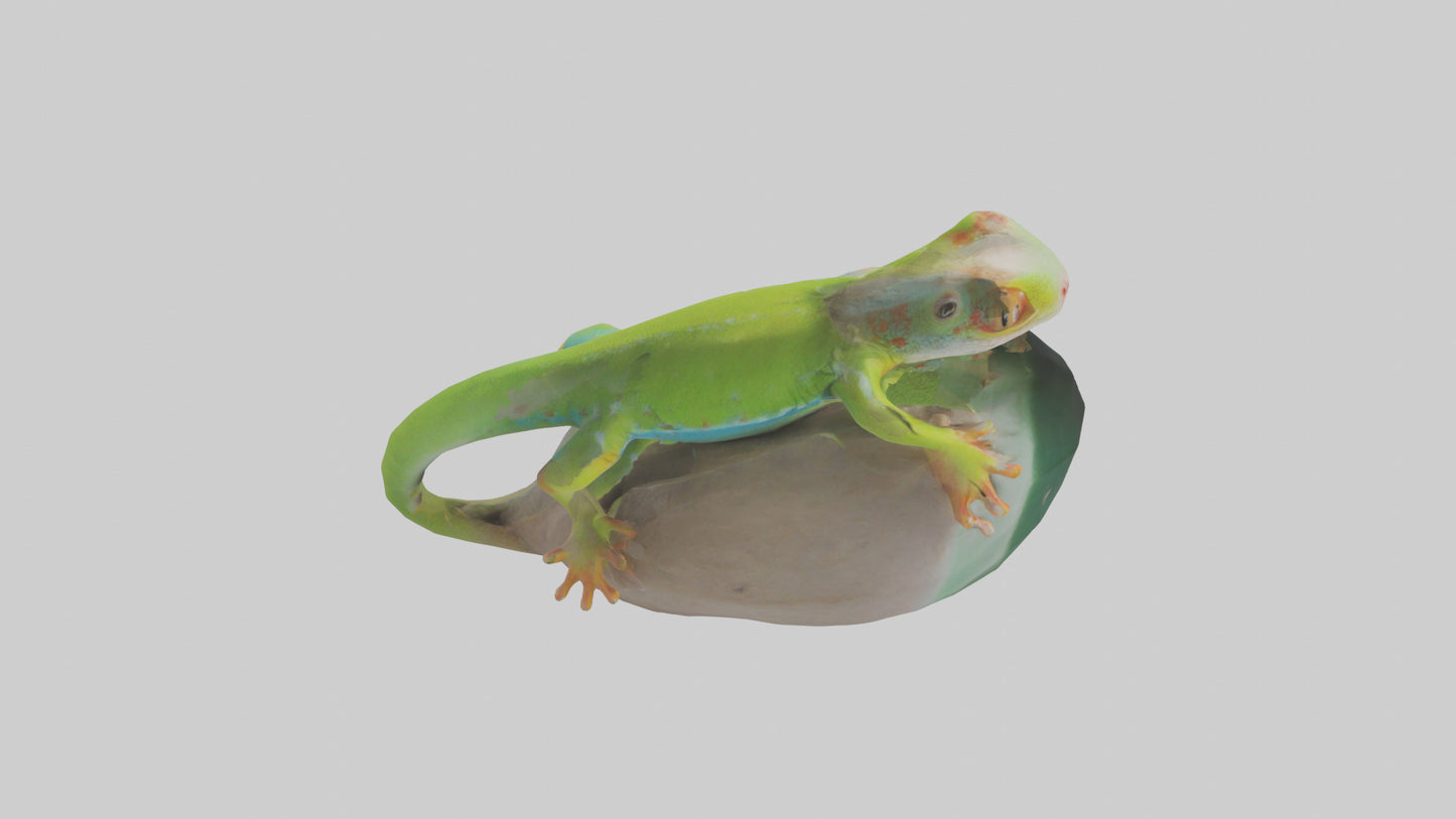3D model Madagascar Day Gecko basking model VR / AR / low-poly