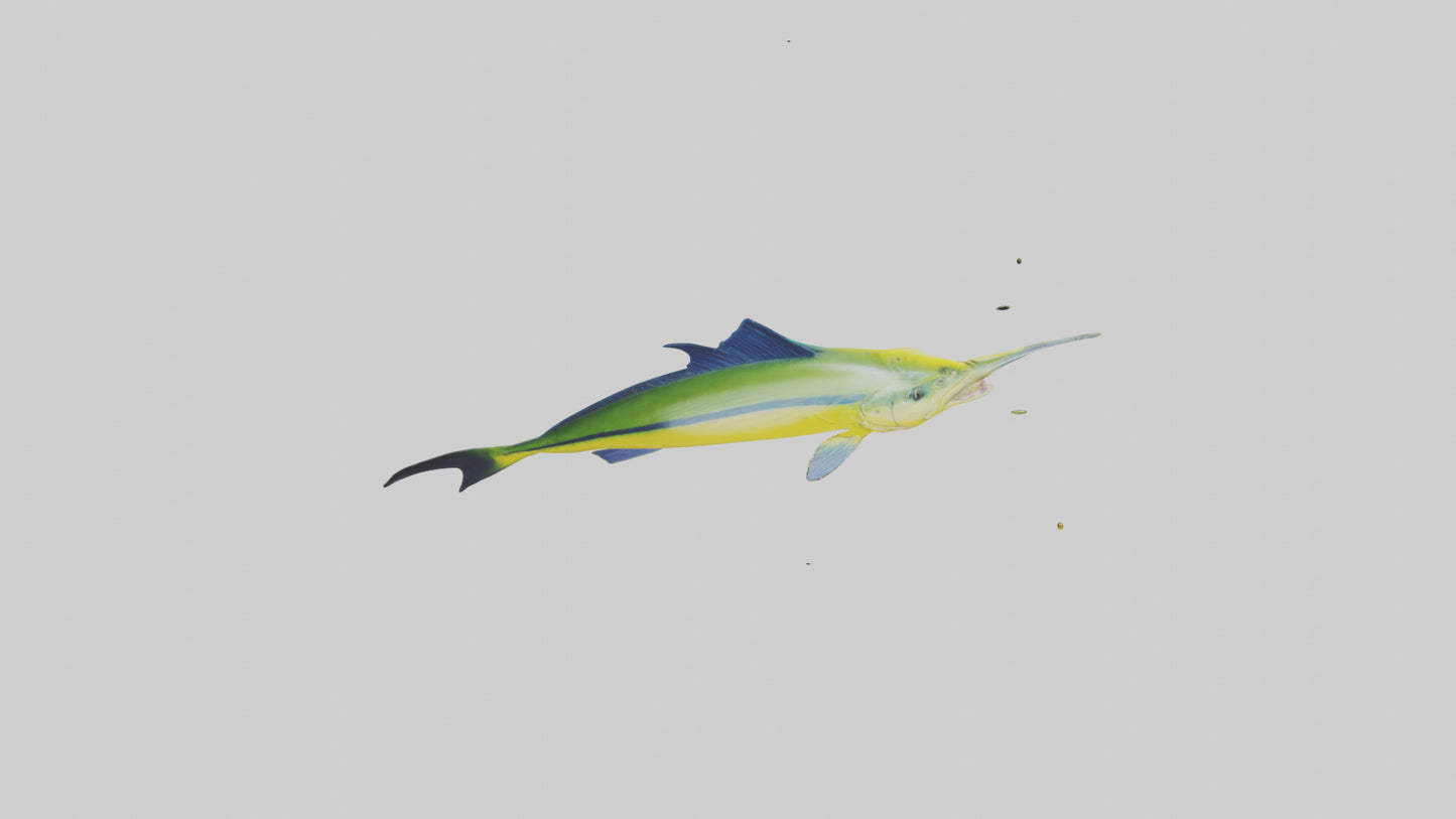 3D model MahiMahi leaping model VR / AR / low-poly