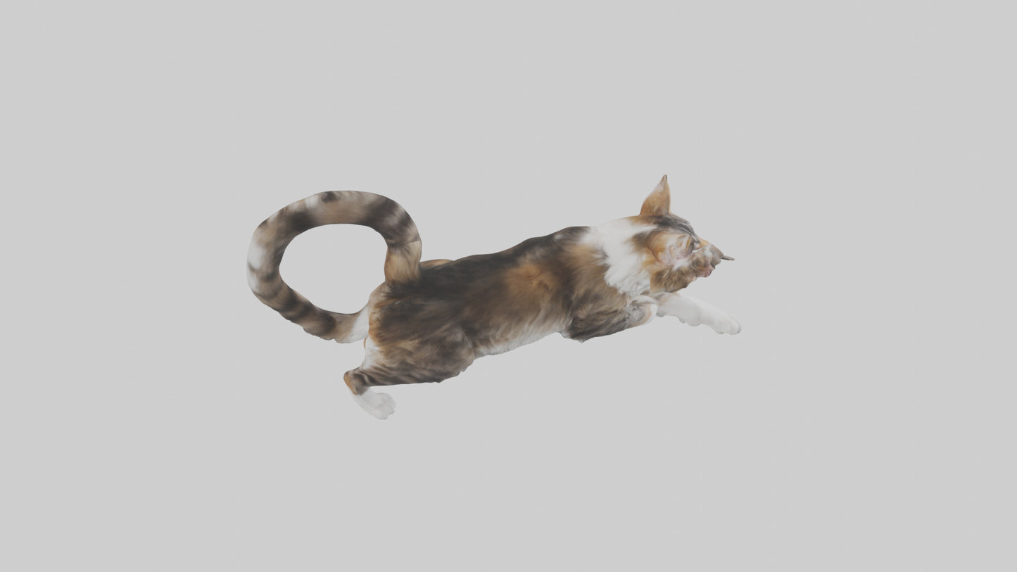 3D model Maine Coon climbing model VR / AR / low-poly