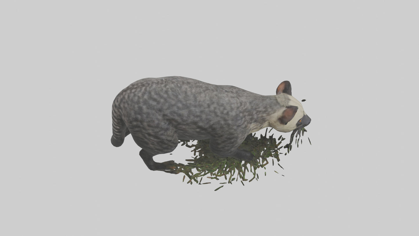 3D model Malayan Civet sneaking model VR / AR / low-poly