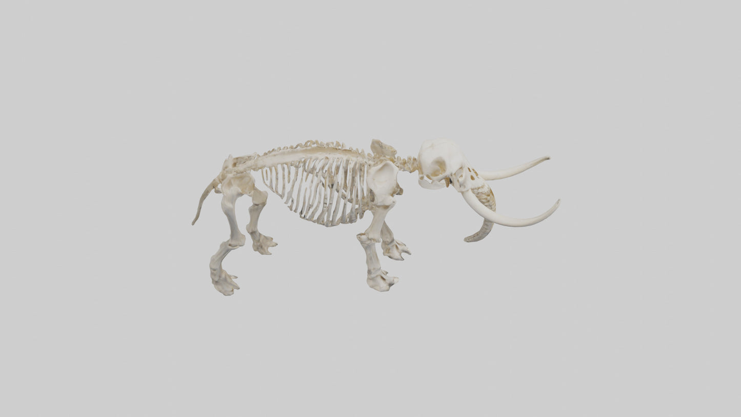 3D model Mammoth Skeleton model VR / AR / low-poly