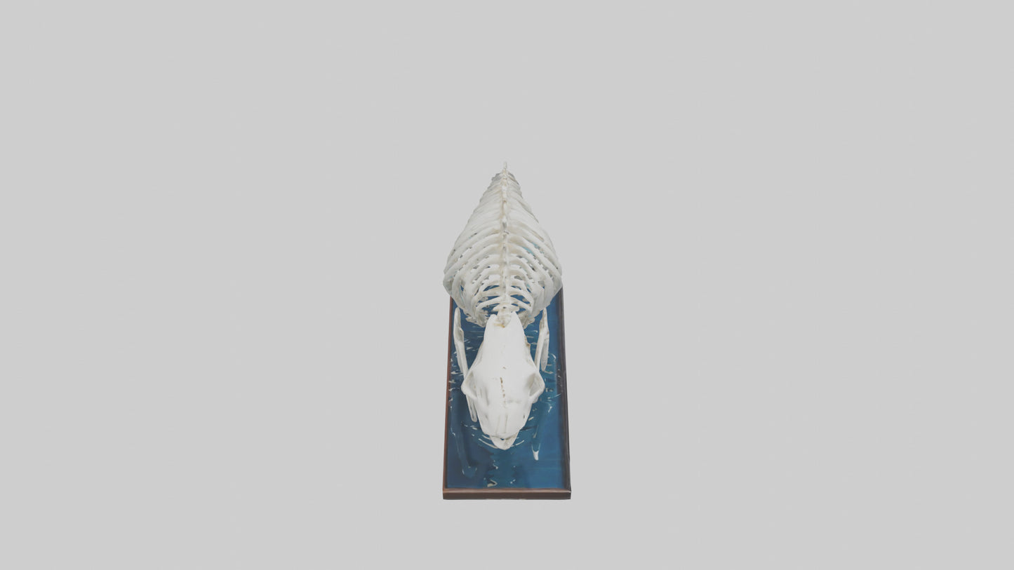 3D model Manatee Skeleton model VR / AR / low-poly