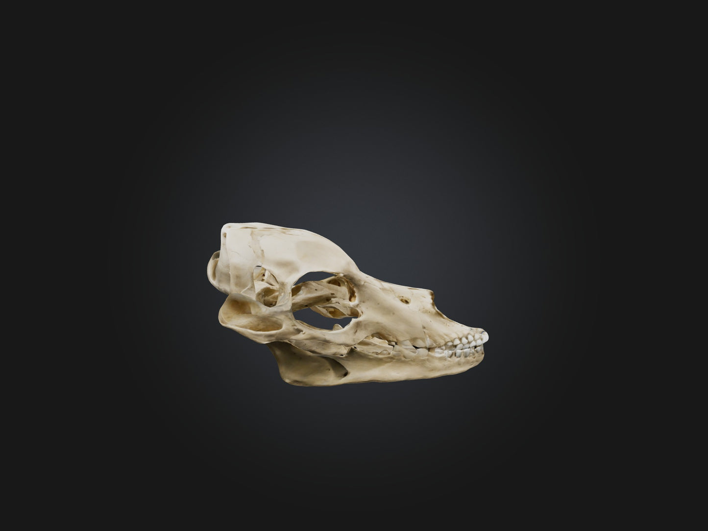 3D model Mandible Skeleton VR / AR / low-poly