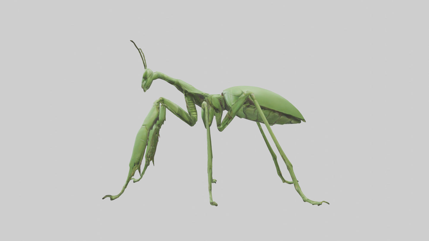 3D model Mantis Legs Model VR / AR / low-poly