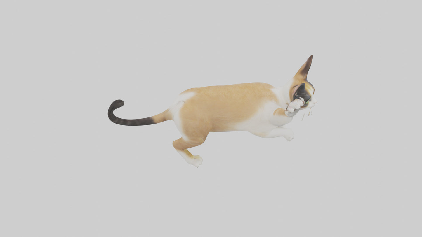 3D model Manx Cat playing model 3 hands VR / AR / low-poly