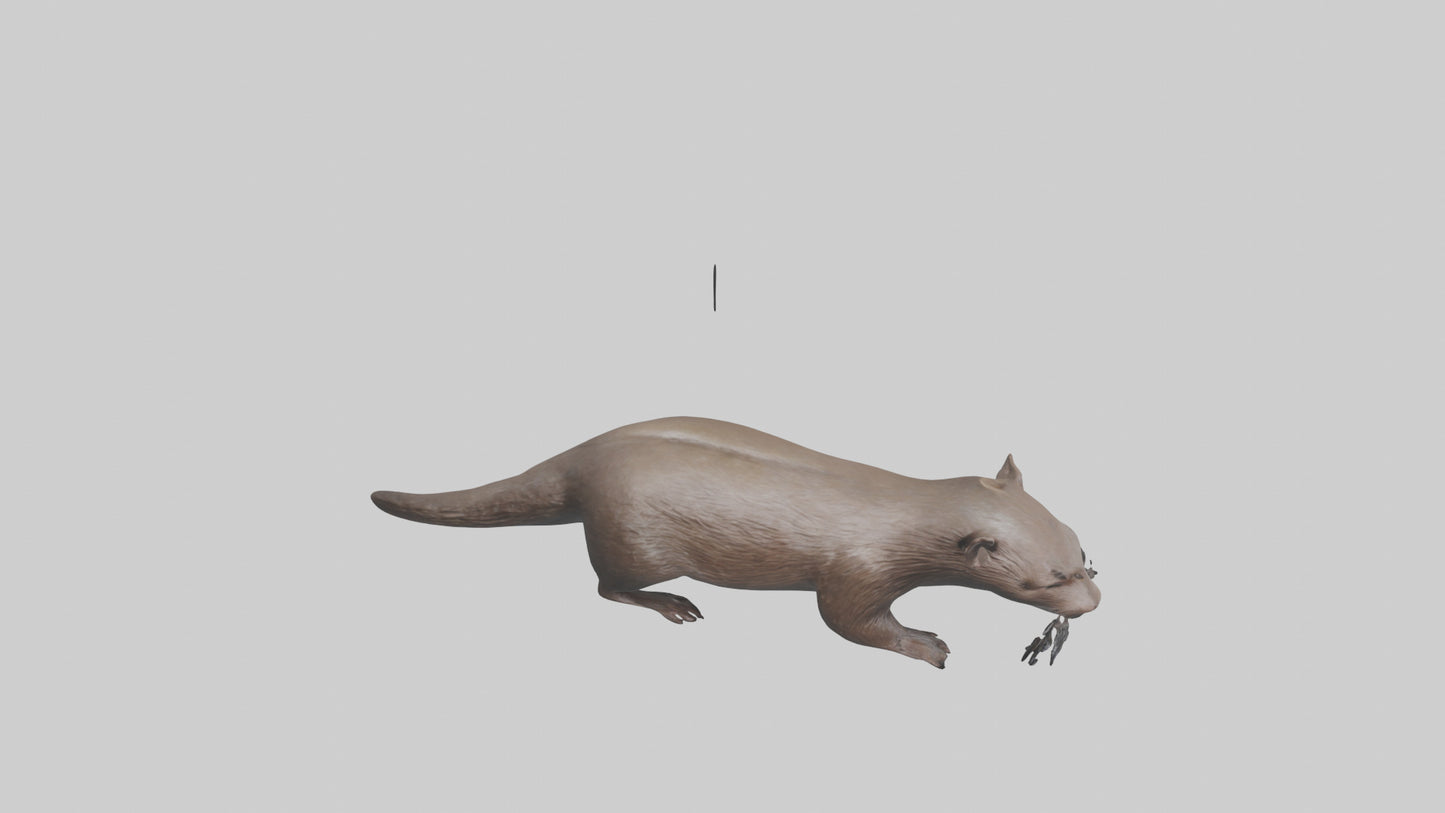 Mink swimming model 3D model