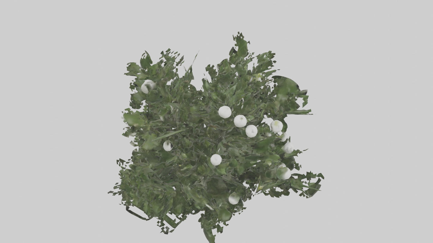 3D model Mistletoe Model VR / AR / low-poly