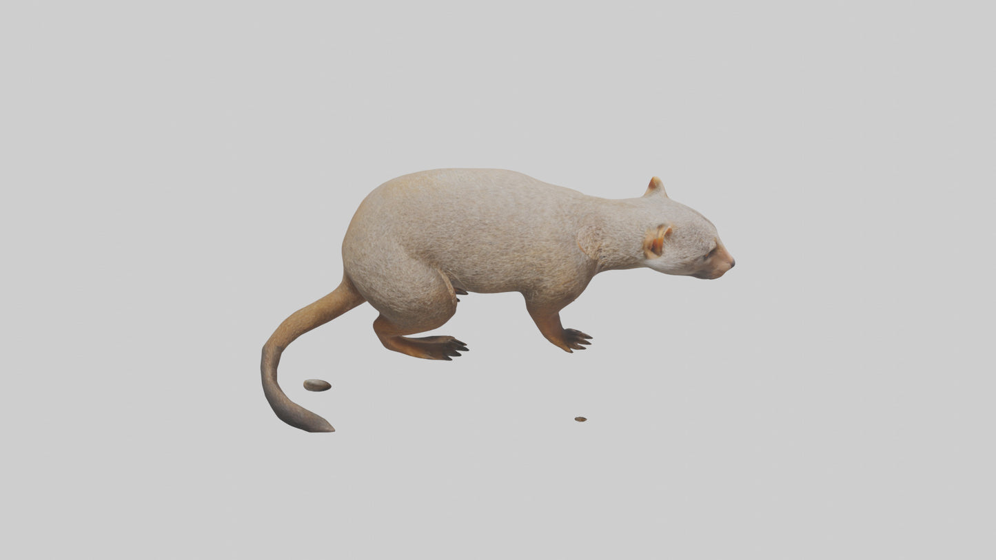 Mongoose sniffing for prey model 3D model