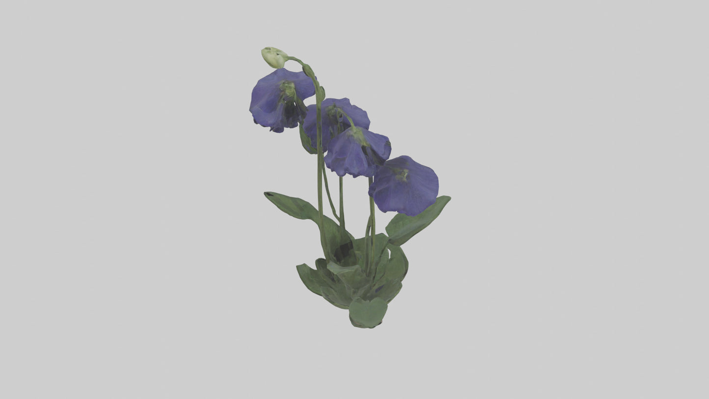 Monkshood model 3D model