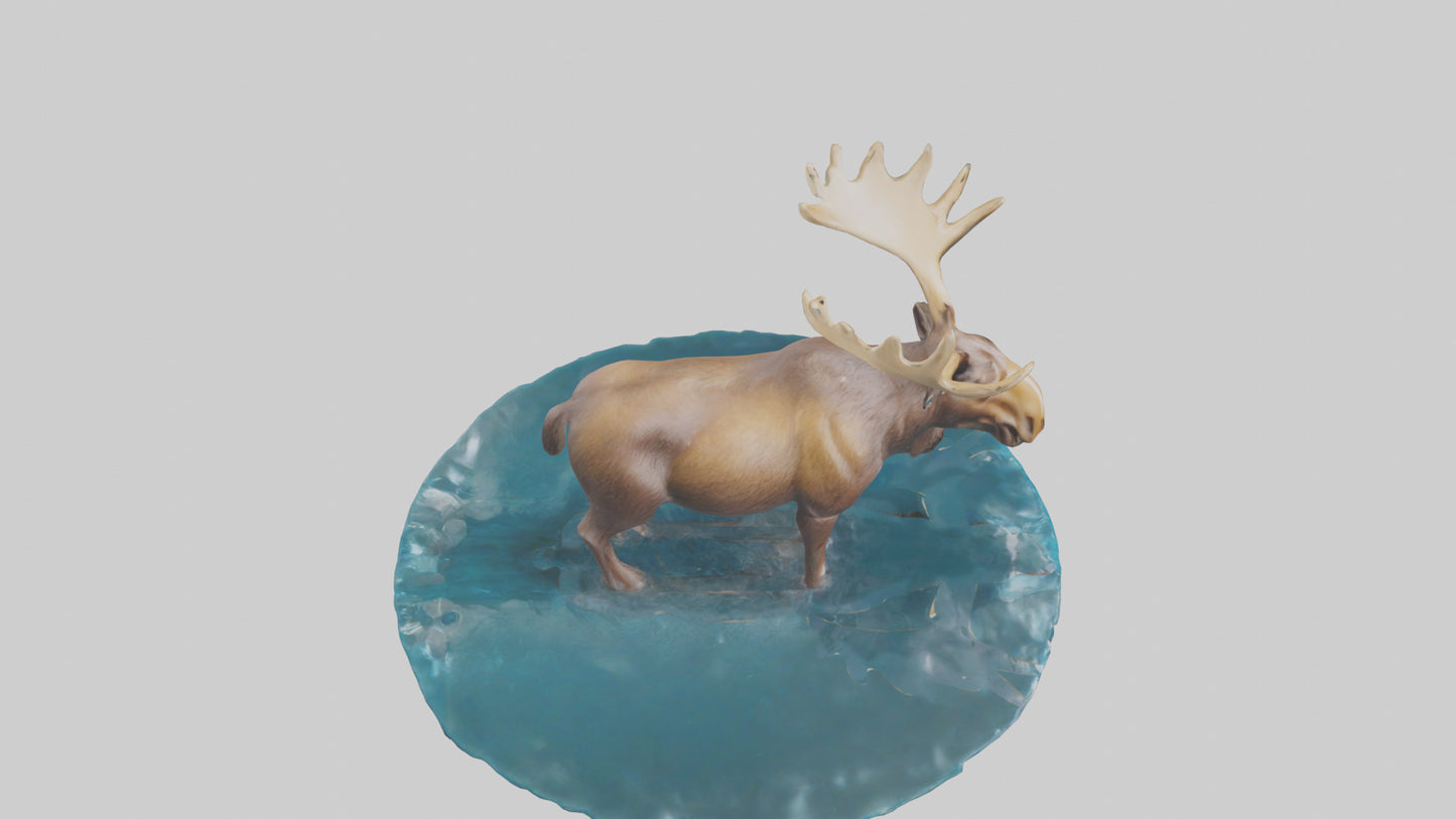 3D model Moose standing in water model VR / AR / low-poly