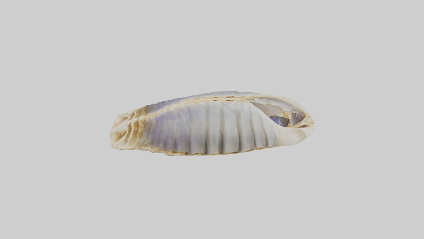 3D model Mussel Skeleton model VR / AR / low-poly