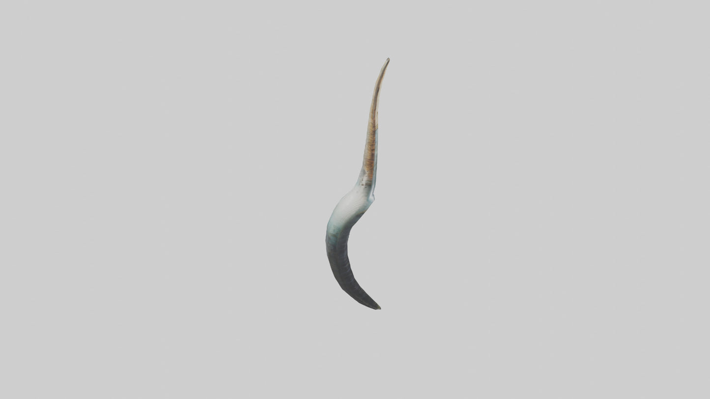 3D model Narwhal Horn VR / AR / low-poly