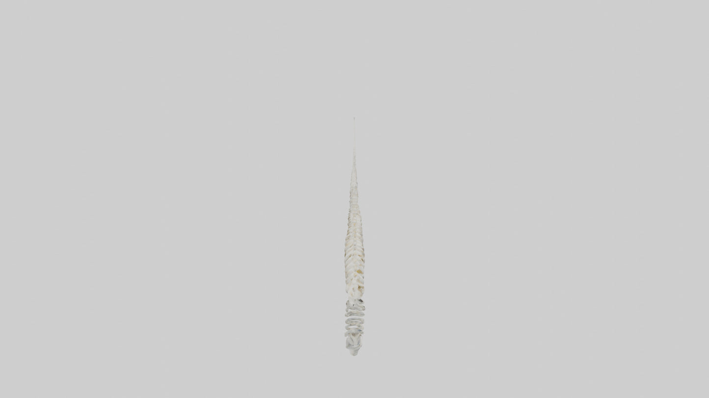 Narwhal Tooth Skeleton model VR / AR / low-poly