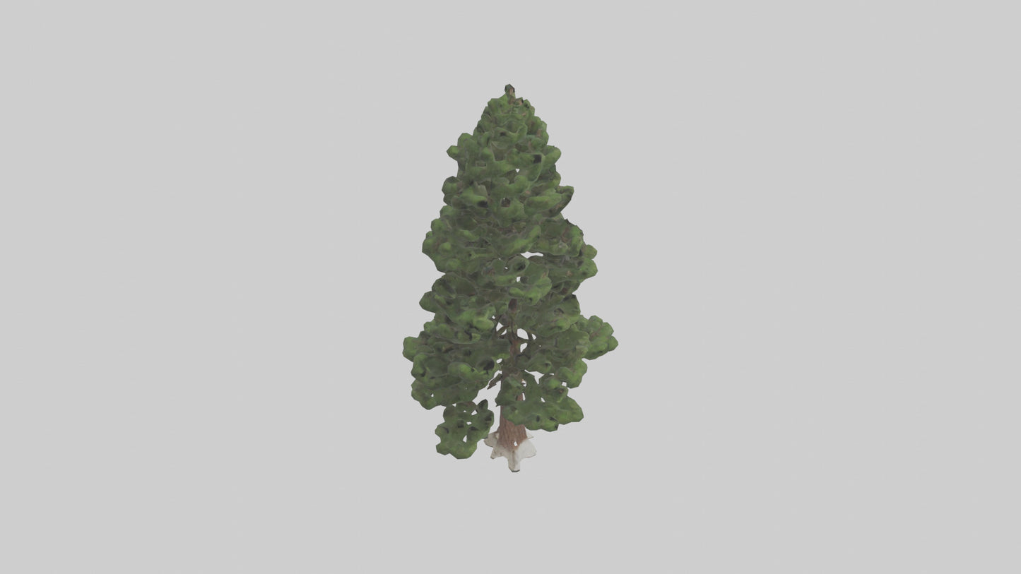 3D model Native Pine tree model VR / AR / low-poly