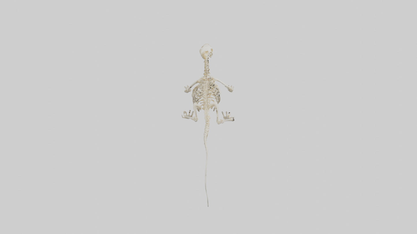 3D model Newt Skeleton model VR / AR / low-poly