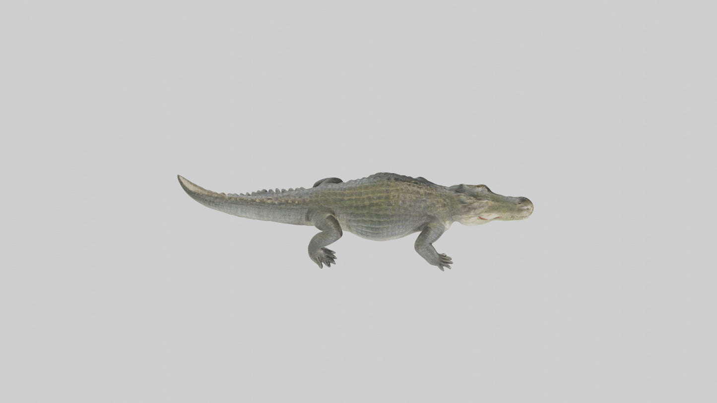 Nile Crocodile basking model VR / AR / low-poly