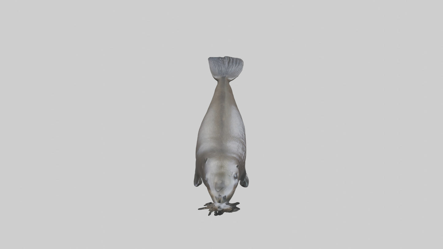 Northern Fur Seal swimming model VR / AR / low-poly