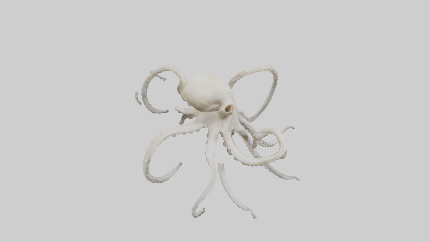 3D model Octopus Bone VR / AR / low-poly