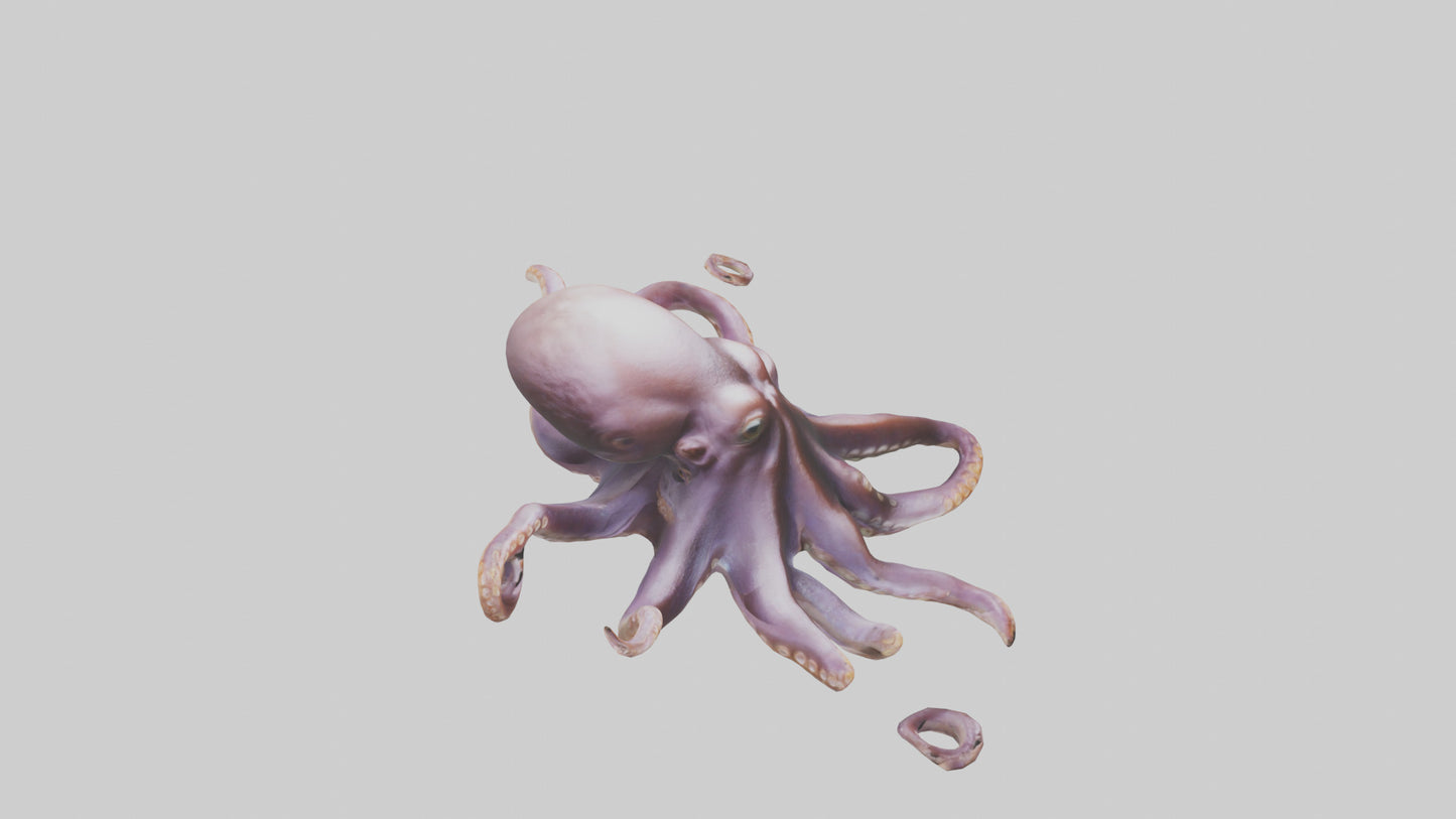 3D model Octopus exploring model VR / AR / low-poly