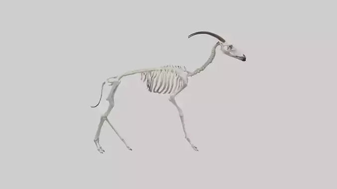 Okapi Skeleton model VR / AR / low-poly