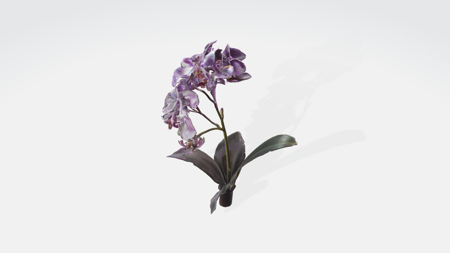 3D model Orchid Flowers VR / AR / low-poly