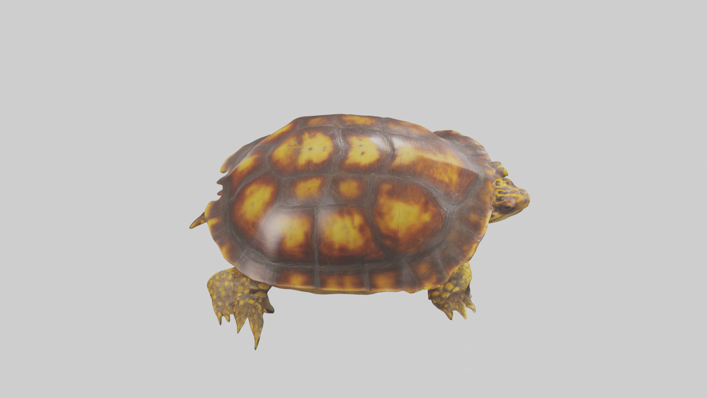 Ornate Box Turtle resting model 3D model