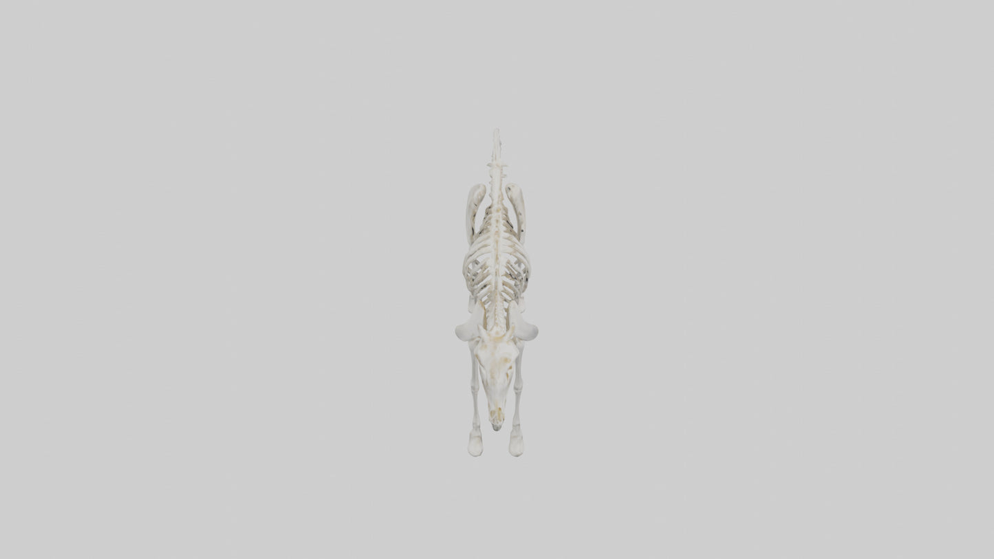 3D model orse Skeleton model VR / AR / low-poly