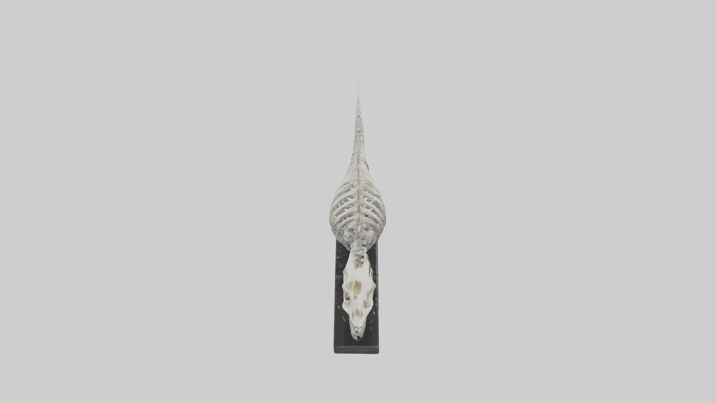 3D model Orthoceras Skeleton model VR / AR / low-poly