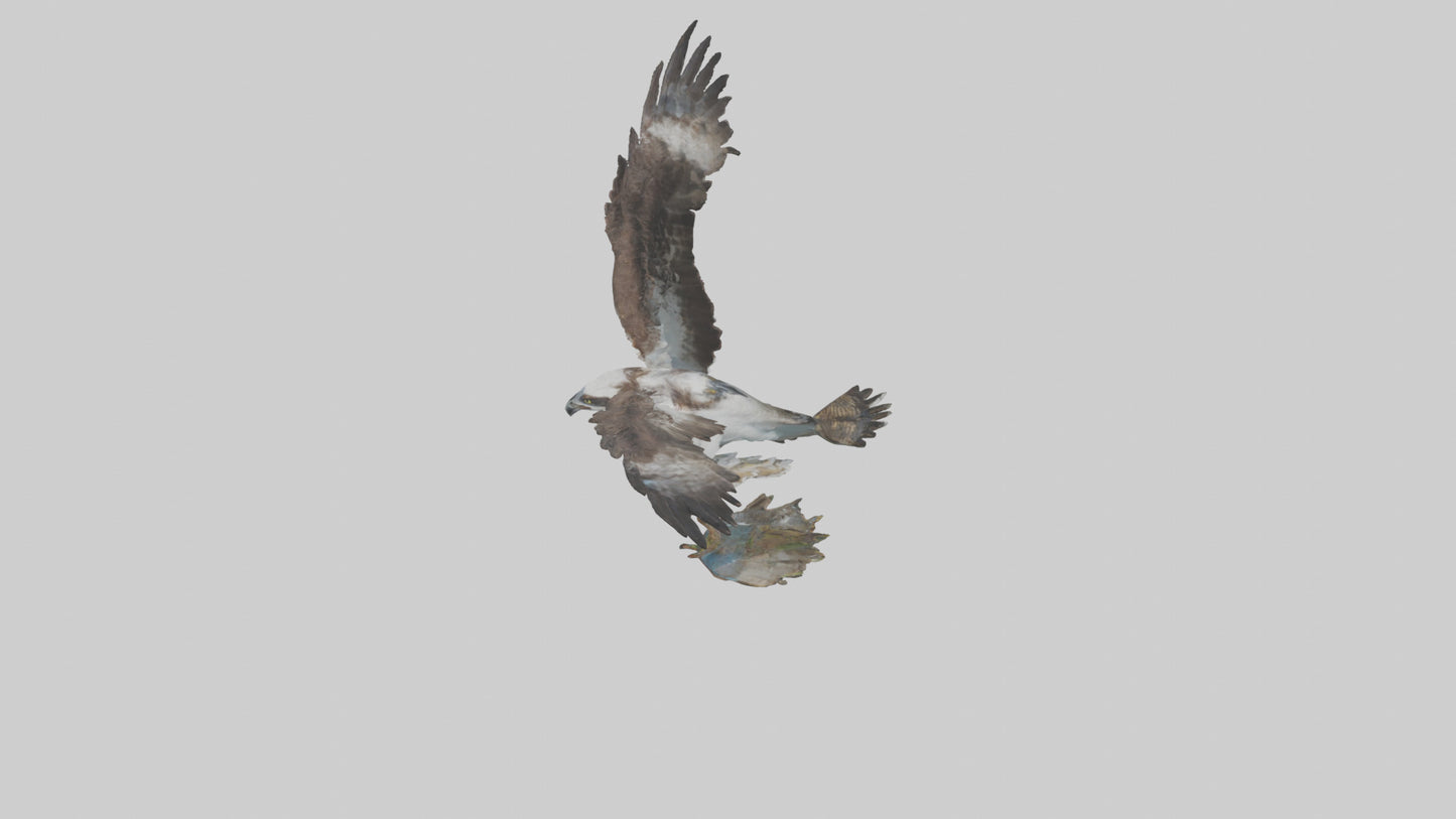 Osprey catching fish model 3D model