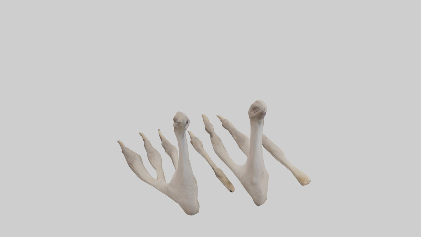 Ostrich Feet Model 3D model